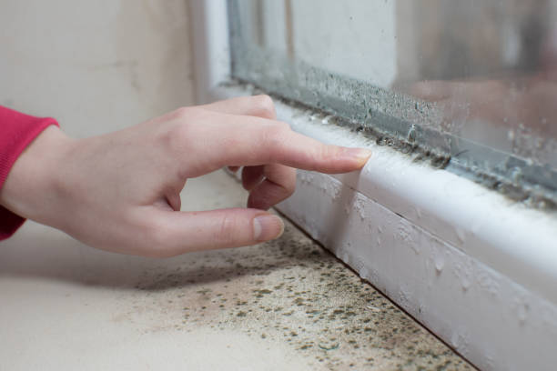 Best Airborne Mold Testing  in Williamstown, KY
